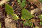 Hairy crabweed <BR>Clammyweed